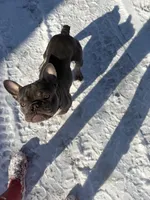 Fin , a male French Bulldog for sale in Auburn, ME – Photo 2 of 3