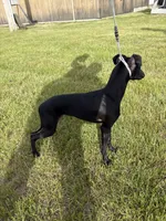 Chase , a male Italian Greyhound for sale in Auburn, ME – 1 of 2