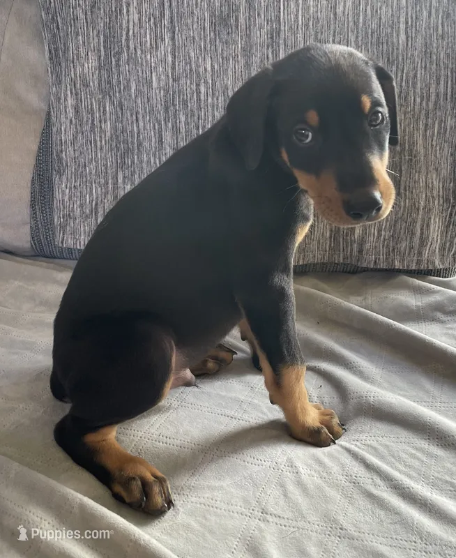 Atlas  – Doberman Pinscher puppy for sale in Brookings, OR