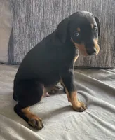 Atlas , a male Doberman Pinscher for sale in Brookings, OR – 1 of 2