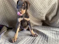 Garnet , a male Doberman Pinscher for sale in Brookings, OR – 1 of 4