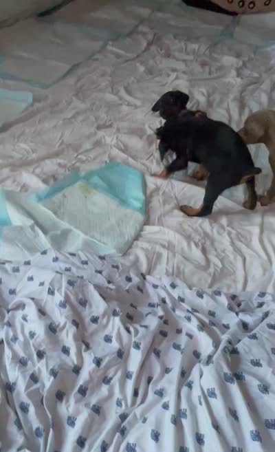 Mica , a female Doberman Pinscher for sale in Brookings, OR – 2 of 2