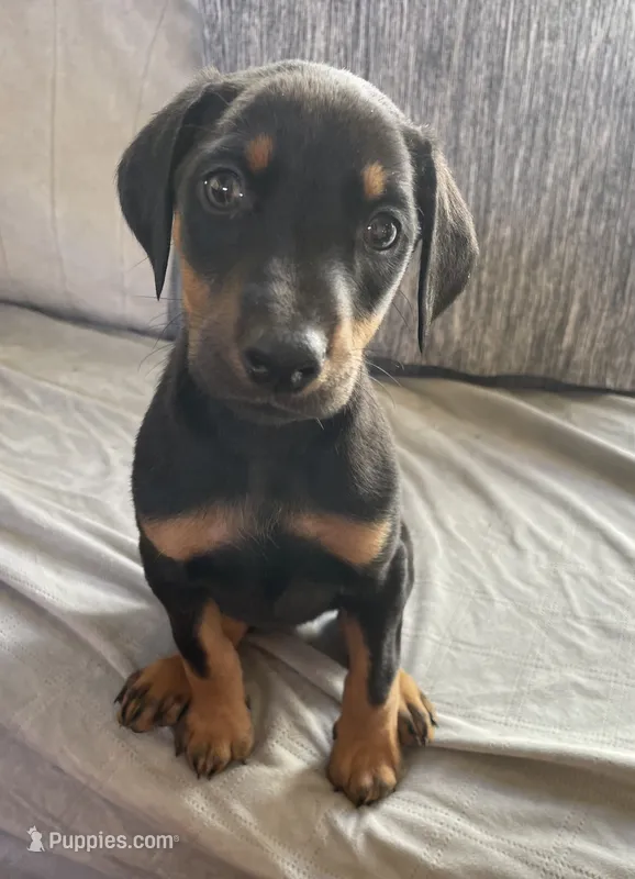 Mica  – Doberman Pinscher puppy for sale in Brookings, OR