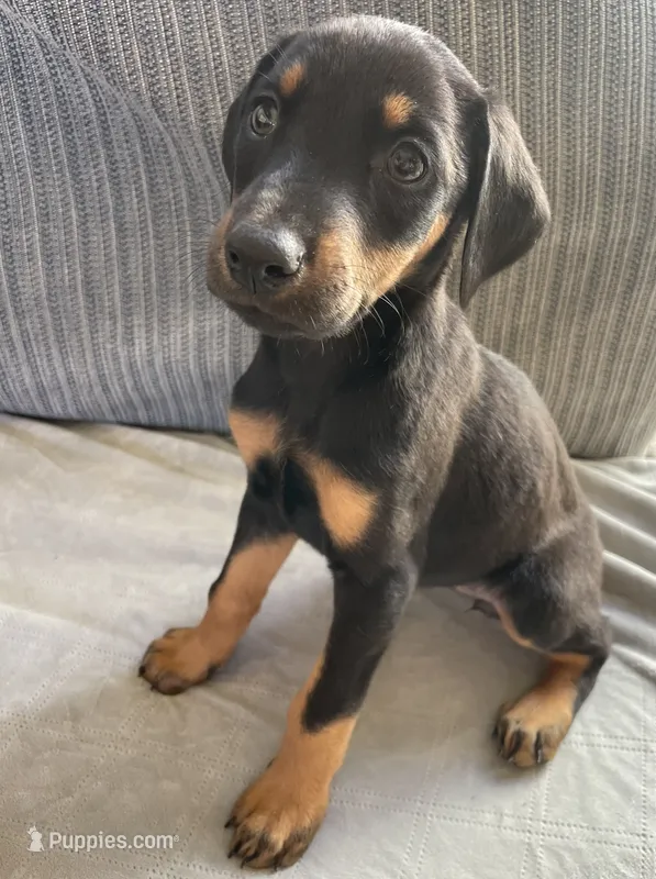Steel – Doberman Pinscher puppy for sale in Brookings, OR