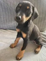 Steel, a male Doberman Pinscher for sale in Brookings, OR – 1 of 5