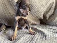 Garnet , a male Doberman Pinscher for sale in Brookings, OR – 3 of 4