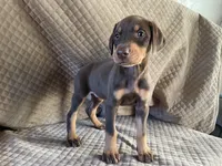 Garnet , a male Doberman Pinscher for sale in Brookings, OR – 4 of 4