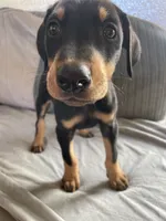 Steel, a male Doberman Pinscher for sale in Brookings, OR – 4 of 5