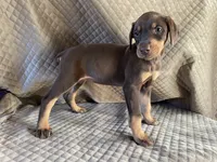 Cinder, a male Doberman Pinscher for sale in Brookings, OR – 4 of 5