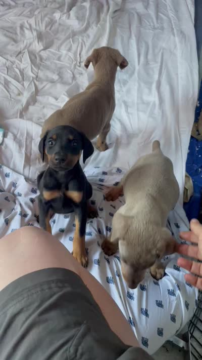 Atlas , a male Doberman Pinscher for sale in Brookings, OR – 2 of 2