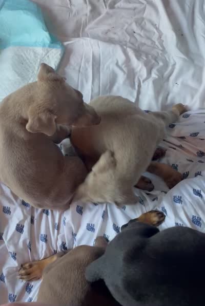 Dune, a male Doberman Pinscher for sale in Brookings, OR – 4 of 4