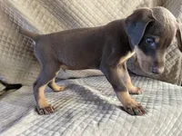 Garnet , a male Doberman Pinscher for sale in Brookings, OR – 2 of 4