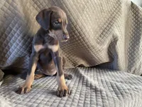 Cinder, a male Doberman Pinscher for sale in Brookings, OR – 2 of 5