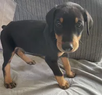 Steel, a male Doberman Pinscher for sale in Brookings, OR – 3 of 5