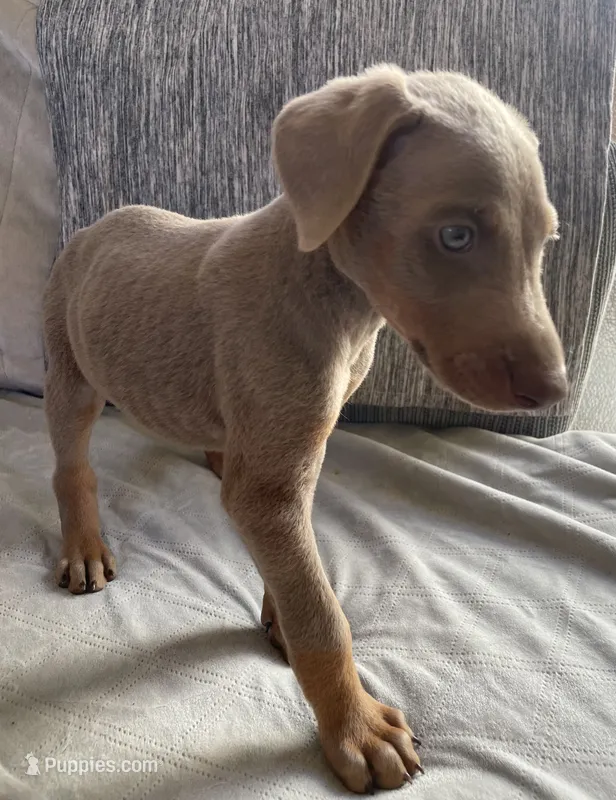 Axel – Doberman Pinscher puppy for sale in Brookings, OR