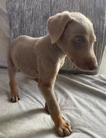 Axel, a male Doberman Pinscher for sale in Brookings, OR – 1 of 5