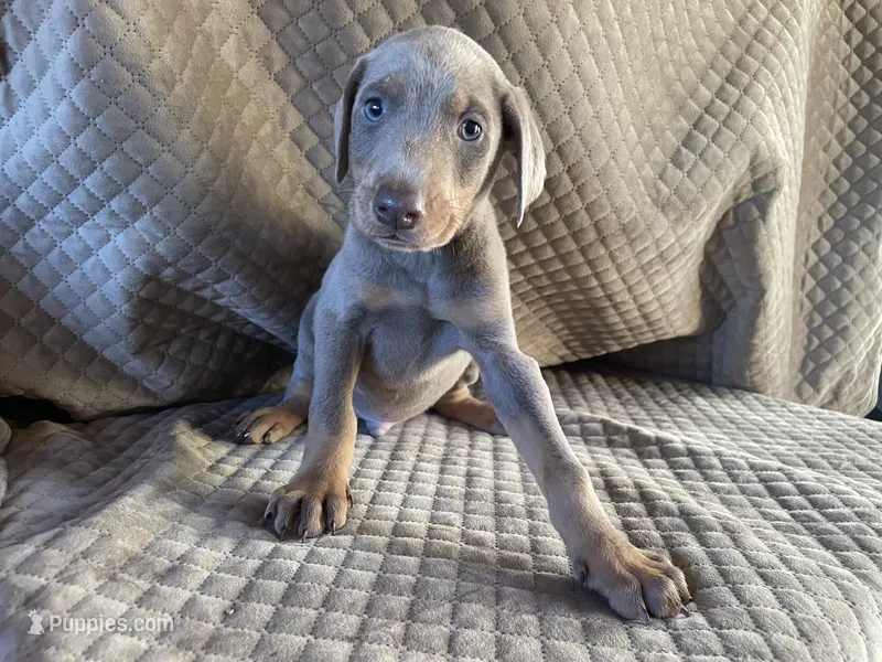Dune – Doberman Pinscher puppy for sale in Brookings, OR