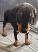 Steel, a male Doberman Pinscher for sale in Brookings, OR – 2 of 5