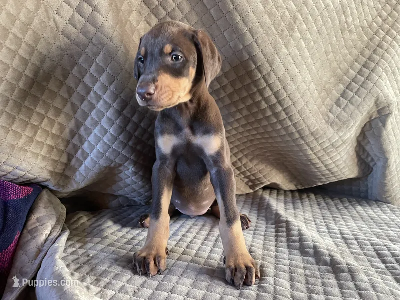 Cinder – Doberman Pinscher puppy for sale in Brookings, OR