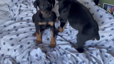 Steel, a male Doberman Pinscher for sale in Brookings, OR – 5 of 5