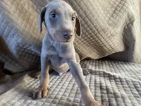Dune, a male Doberman Pinscher for sale in Brookings, OR – 3 of 4