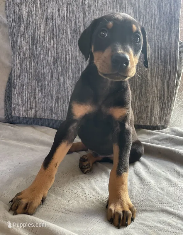 Echo – Doberman Pinscher puppy for sale in Brookings, OR