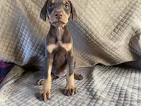 Cinder, a male Doberman Pinscher for sale in Brookings, OR – 3 of 5