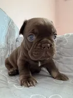 Nápoles, a male French Bulldog for sale in Miami, FL – 4 of 5