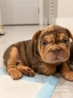 Panda, a male French Bulldog for sale in Miami, FL – 2 of 5