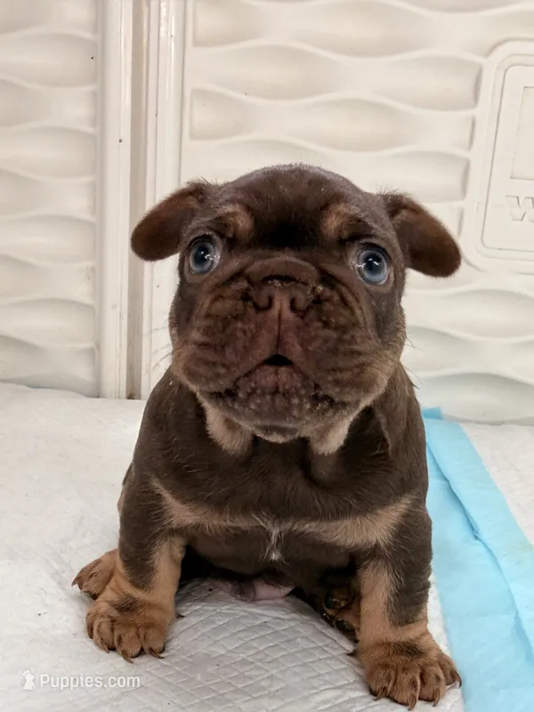 Lucca – French Bulldog puppy for sale in Miami, FL