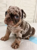 Venecia, a female French Bulldog for sale in Miami, FL – 1 of 4