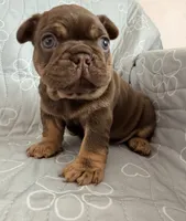 Lucca, a male French Bulldog for sale in Miami, FL – 3 of 4