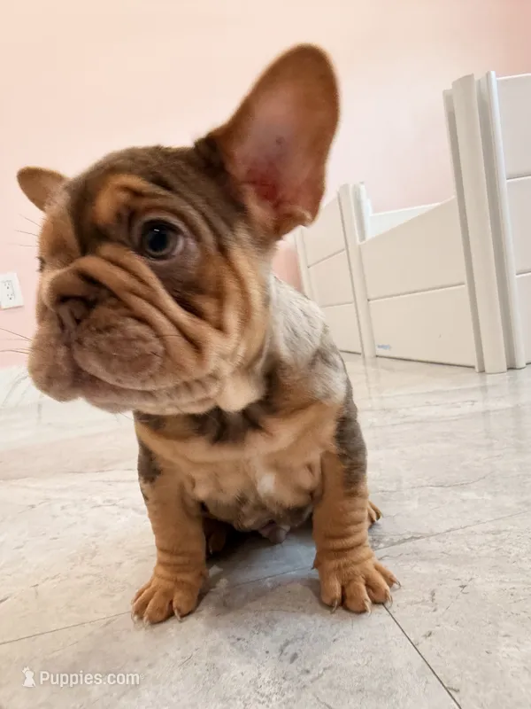 Panda – French Bulldog puppy for sale in Miami, FL
