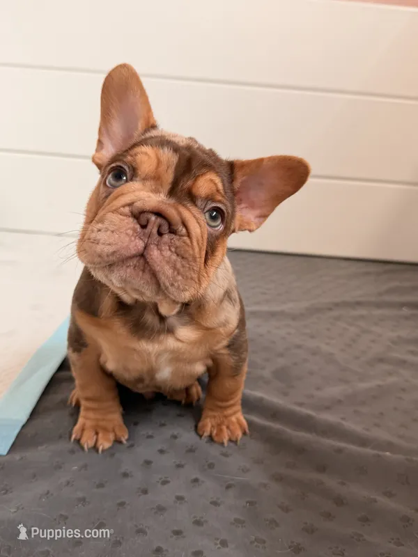 Panda – French Bulldog puppy for sale in Miami, FL