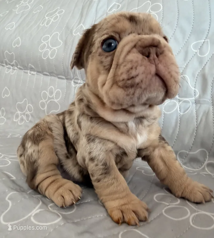 Milan  – French Bulldog puppy for sale in Miami, FL