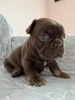 Nápoles, a male French Bulldog for sale in Miami, FL – 3 of 5