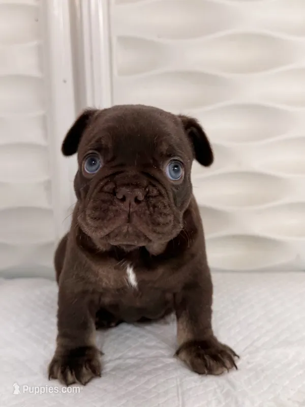 Nápoles – French Bulldog puppy for sale in Miami, FL