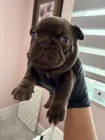 Nápoles, a male French Bulldog for sale in Miami, FL – 1 of 5