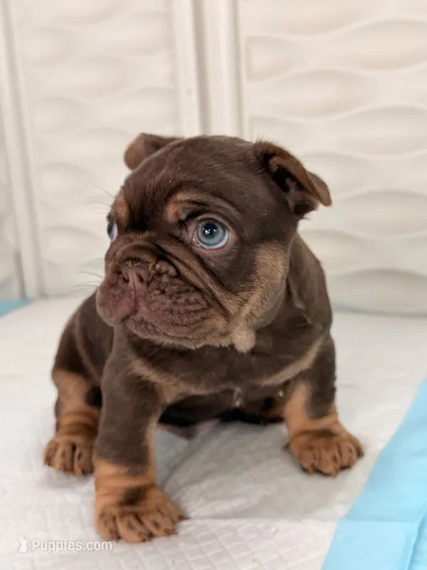 Lucca – French Bulldog puppy for sale in Miami, FL