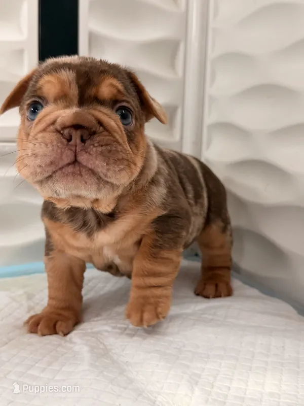 Panda – French Bulldog puppy for sale in Miami, FL