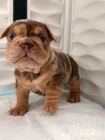Panda, a male French Bulldog for sale in Miami, FL – 1 of 5