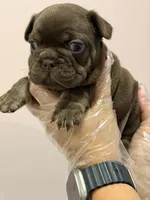 Nápoles, a male French Bulldog for sale in Miami, FL – 2 of 5