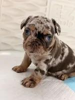 Venecia, a female French Bulldog for sale in Miami, FL – 3 of 4