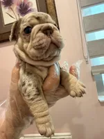 Milan , a male French Bulldog for sale in Miami, FL – 5 of 5