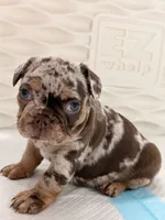 Venecia, a female French Bulldog for sale in Miami, FL – 2 of 4