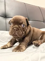 Nápoles, a male French Bulldog for sale in Miami, FL – 5 of 5
