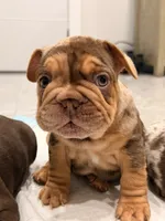 Panda, a male French Bulldog for sale in Miami, FL – 4 of 5