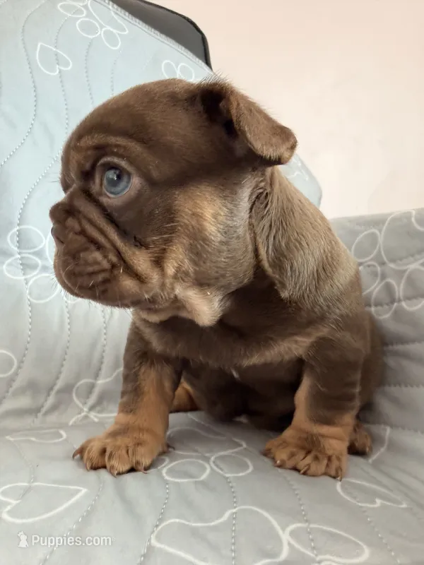 Lucca – French Bulldog puppy for sale in Miami, FL