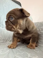 Lucca, a male French Bulldog for sale in Miami, FL – 1 of 4