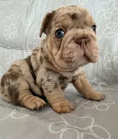 Milan , a male French Bulldog for sale in Miami, FL – 4 of 5